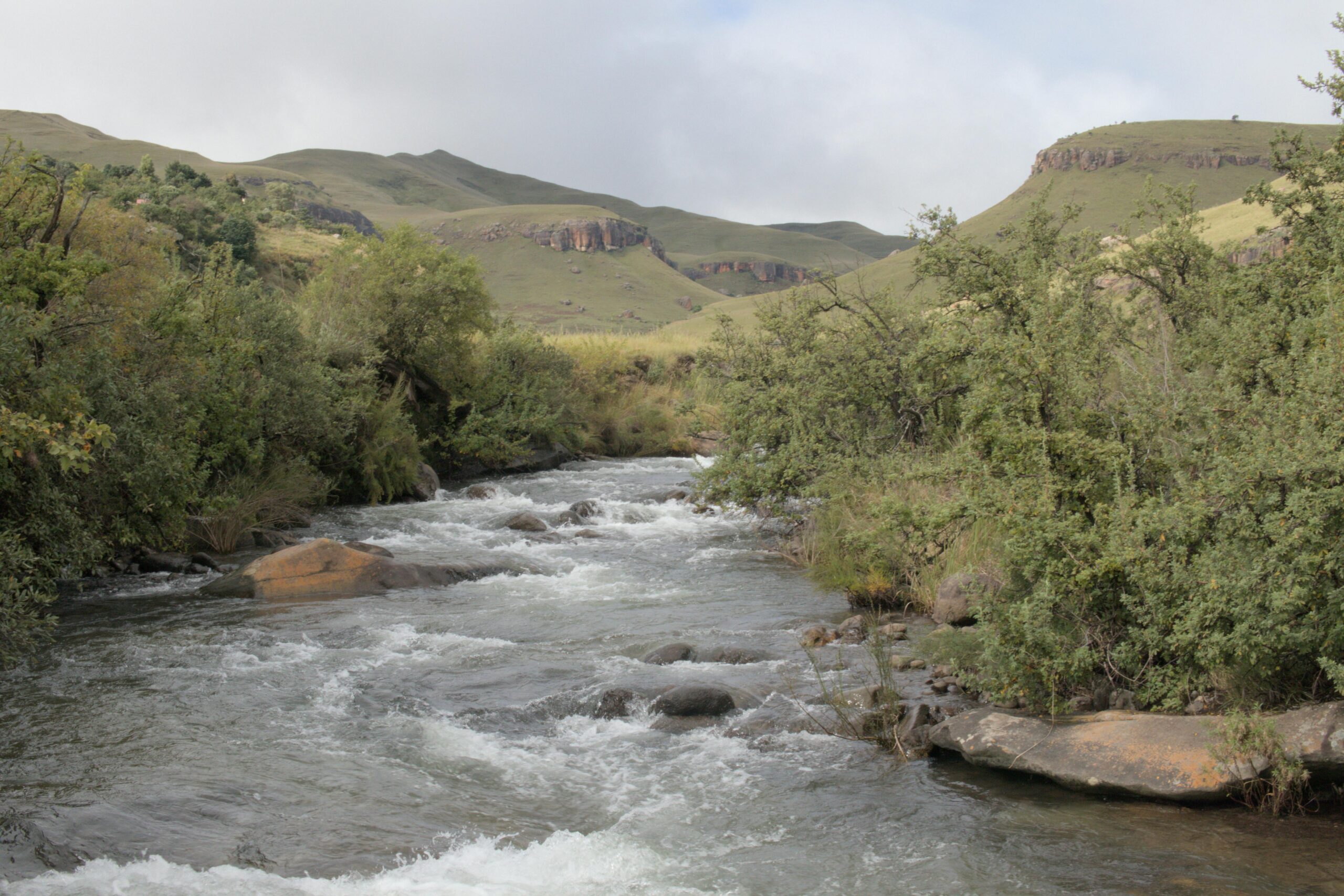 pexels-stefan-venter-1608736798-31881389